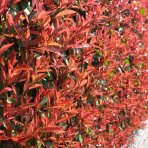 Červienka Fraserova (Photinia × fraseri) ´CARRÉ ROUGE´ - výška 30-50 cm, kont. C2L